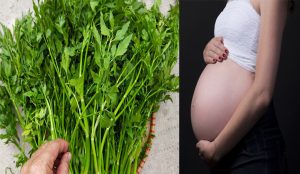 Mang thai ăn rau cần được không?